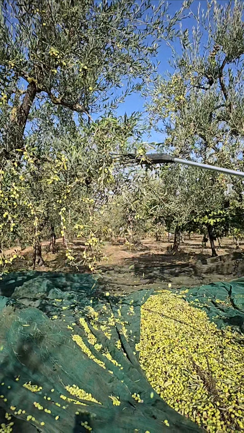#olive#abbacchiatore #olio #puglia #scuotitore #raccoltaolive 