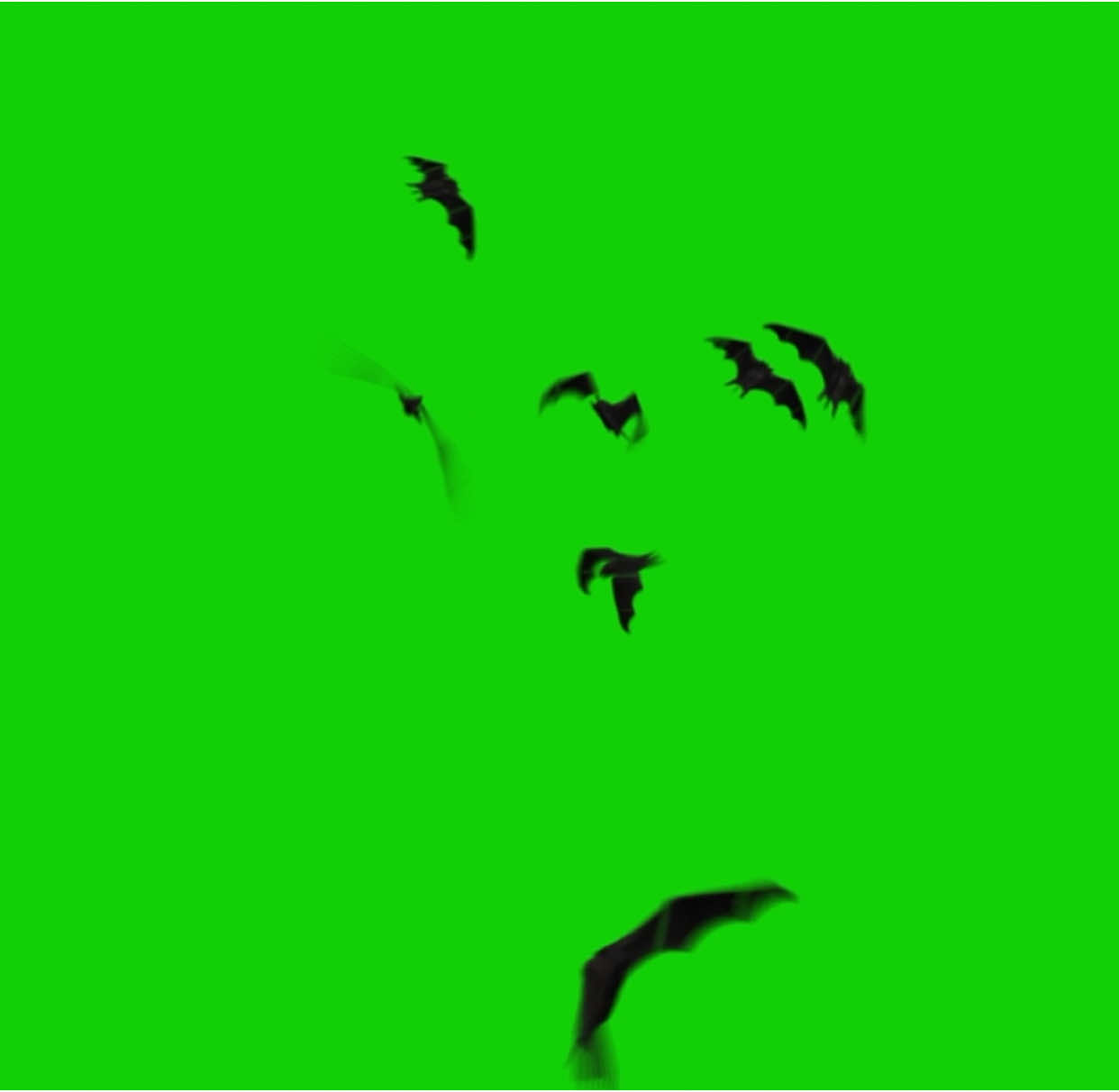 Realistic bats flying toward viewer green screen loop (EXCLUSIVE — COPYRIGHT FREE) #greenscreenvideo #copyrightfree 