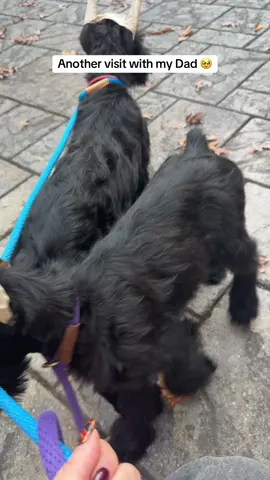 An afternoon at my parent’s before I took them to vote!  ##SkylineGiantSchnauzers##GiantSchnauzers##GiantSchnauzerPuppies##Puppies##Socialization##desensitizationtruth##DementiaSucks