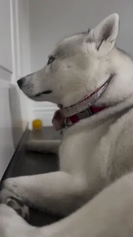 Her face says it all…she’s over my shenanigans 🙄  . . . . . . . #husky #fypシ #fyp #foryoupageofficiall #foryour #huskylife #dramatic #dogsoftiktok #huskies #explore #viral #trending #trend #trendingvideo #run #bye #disney #loki #cute #Love #fy #sweet #girl 