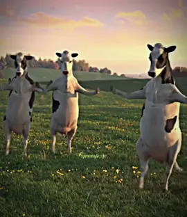 #COWS WAKE UP ITS THE FIRST OF THE MONTH‼️i hate the quality..🥲 || #edit #viralpls #wakeupitathefirstofthemonth #fyp #flop #smalleditor #cow #wakeup #trendy #animal #firstofthemonth #november 