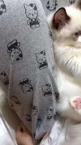 Cute stand holder phone #cat #cute #catsoftiktok 