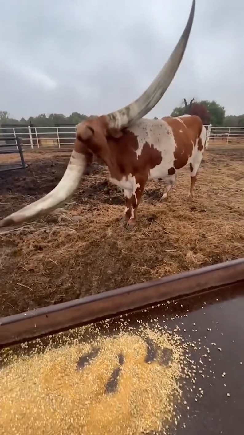 She is beautiful 🌻🐄☘️ #cow #animal 