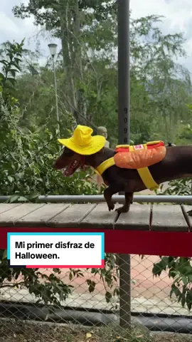 POV: Aprovechan tu cuerpo de salchicha para disfrazarte de perro caliente 🌭.  #perrocaliente #halloween #oscarmayer #disfraz #perrosalchicha #dachshund 