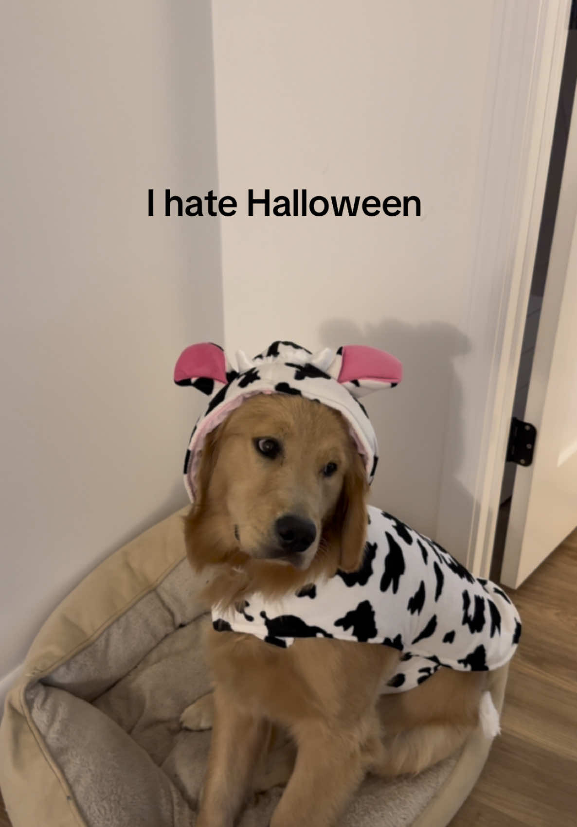 This stinks #goldenretriever #doghalloween 