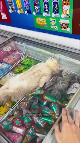 Strange sleeping positions for cats! 😂😂 #cat #catsoftiktok #catlover #funny #funnyvideos #foryou #fypage #fypツ #funnycat #funnytiktok #cats 