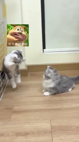 #cat #cutecat #funnycat #catsoftiktok 