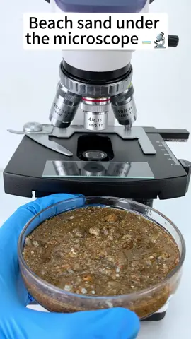 The beach at 400X is so cool!#tiktok #fyp #funnyvideos #microscope 