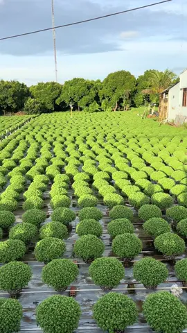 Cúc mâm xôi năm nay vườn nào cũng đẹp ạ ! #cucmamxoi #bentre71🌴🥥 #fyp #xuhuong #caycanh 