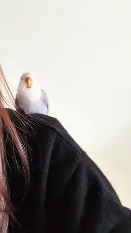 The cute George parrot likes to call #parrot #bird #cute #animal #pet #parrotsoftiktok #birds #birdsoftiktok #tiktokviral