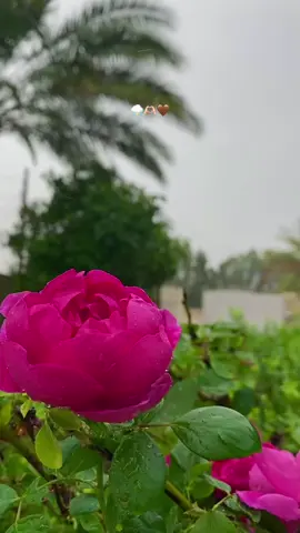 رجعت الشتويه⛈️⛈️🫶🏻🤎🫂 مطرررررر #اجواء_الشتاء 