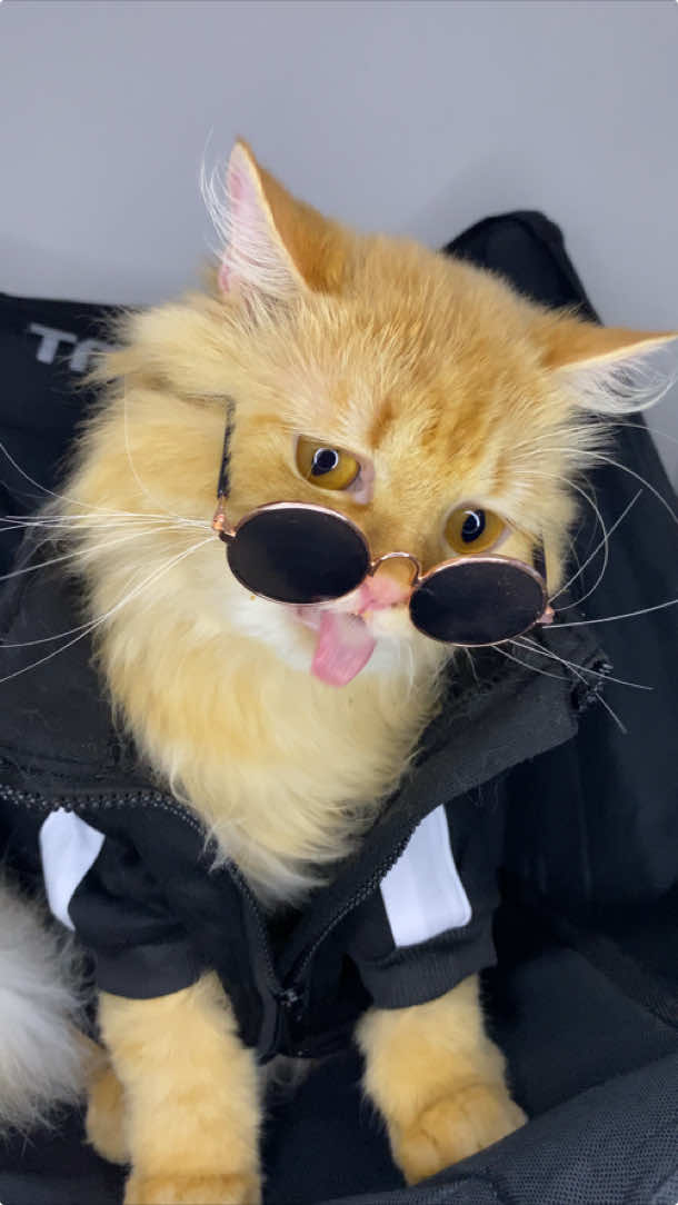 P #kucing #bajukucing #kucingoren #kucingganteng #catlover #kacamatakucing #kucingviral #kucingkeren #duniakucing #fyp #fypシ゚viral #fyppppppppppppppppppppppp #fypp #fypシ゚ #viral_video  #HariJedagJedug #JJDayCapCut 