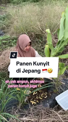 lengah dikit panen kunyit di jepang 🤣🤣 masyaallah tabarakallah #gardening #hobimenanam #japangardening #kunyitjepang #kenshuseijapan🇮🇩🇯🇵🎌  