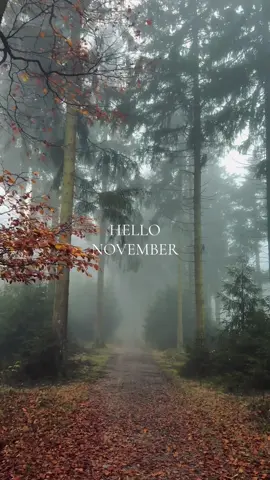 november is my kind of vibe 🍁 #fyp #fy #forest #forestvibes #forestwalk #inspiration #template #nature #naturevibes #Hiking #naturevideos #forestlovers 