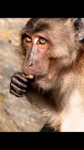 #wildlife #animalsworld #animalslifestyle 