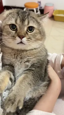 #cat #cutecat #funnycat #catsoftiktok #kitty 