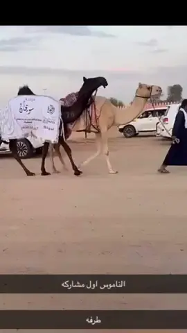 طـرفـهّ …😍.                                                   #جزيلات_العطا #فرديات_مزاين_الابل #الصياهد #سويحان #اكسبلور #viral #مزاين_الابل #مزاين_الصياهد #مزاين_الظفره #النوادر 