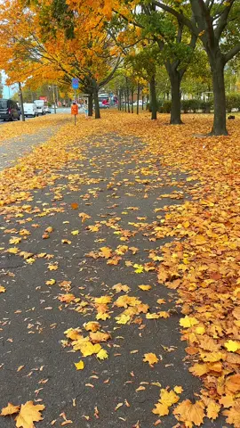 November mornings in Berlin be like #berlin #autumn #herbst #fall #CapCut #germany #deutschland 