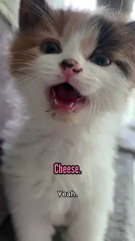 A conversation with Olive 🧡🖤🤍 #talkingcat #calicokitten #olivethekitten 