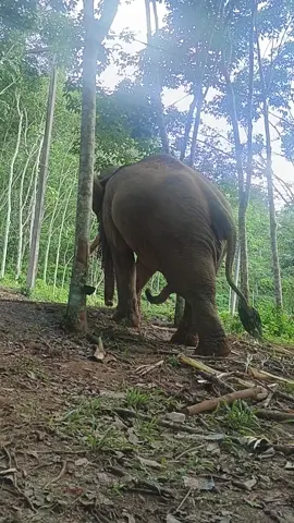 อาการมันเป็นยังไง พี่ล้าน 😂😂#พลายล้าน #ช้างแห่นครศรีธรรมราช #พลายล้านกับควานภูผา #ช้างพลาย 