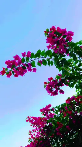 এ শহরের একপাশে দুঃখ বিলাস, অন্যপাশে বাগান বিলাস। #travel #nature #tiktok #foryou #fyp #foryoupage #travellover #baganbilash #flower #afternoon #life 