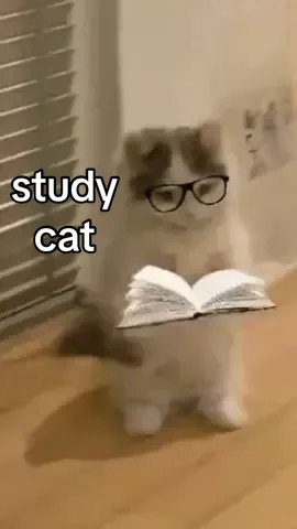 study cat will teach you #michi #cat #catmeme #catsoftiktok #gmichi #memecoin #crypto #btc #sol 