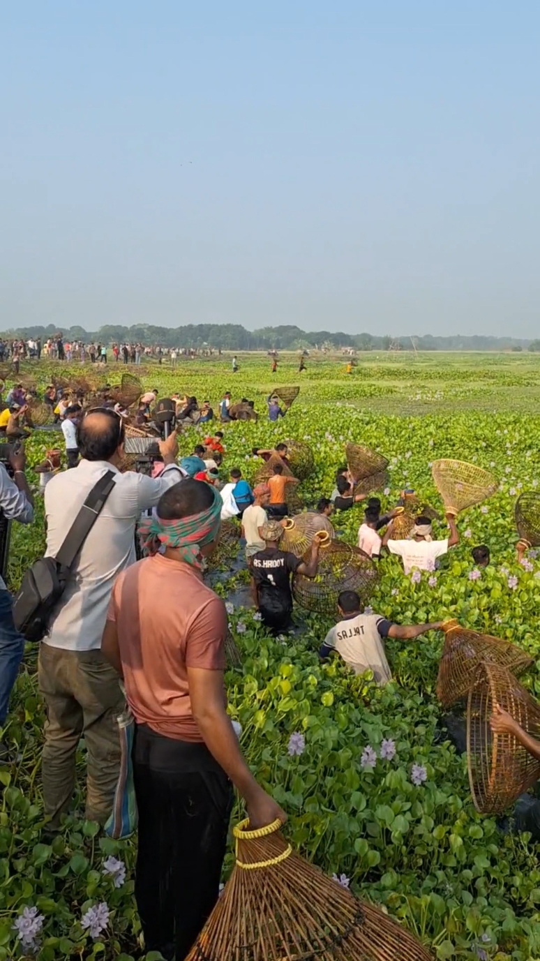 Wow! Amazing village people catching fish by traditional polo trap in Beel #fishing_by_polo_trap #trending #following #foryou 