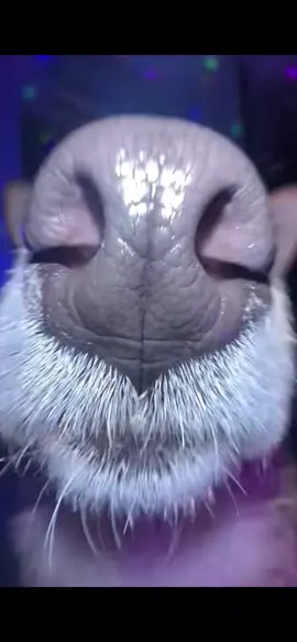 APTAPT#apt #cameracontrol #面白いペット #funnyvideos #dogsoftiktok #fyp #cuteanimals #cutedog 