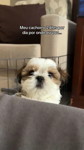 Posso ficar com você humana?🐶 #shihtzu #shitzu #shihtzusoftiktok #filhoteshihtzu #dogsoftiktok #shihtzupuppy #filhote #banhoetosa #banhopet 