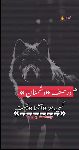 #wolfstar #🦅eagle🦅 #🐺🦅 #🐺 #🦅🦅🦅 #🐺 