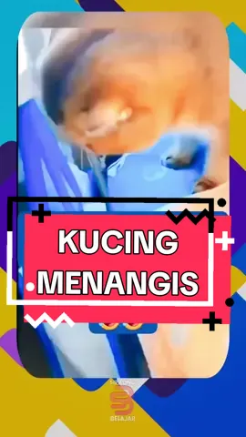 DETIK DETIK KUCING MENJERIT KESAKITAN #JelajahLiburan #unik #keragaman #fakta 