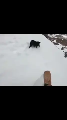 Dog Flipping in the Snow Credits: @sppcandido #Dogs #Funnydogs #Dogs #Snow #Pets 