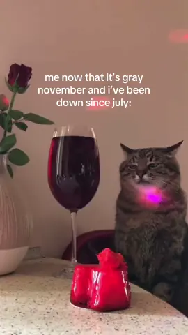 how is it november already 🥲 #evermore #taylorswift #swifttok #cat #november #swifties #swiftie 