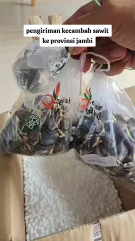 #sawit #sawitunggul #kecambahsawit #fyp #fypシ゚viral #fyppppppppppppppppppppppp 