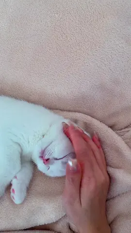 เล่นจนหลับ💤💤💤 #fpy #foryou #foryoupage #funny #funnyvideo #fluffykitten #cats #pets #herbst #kitten #bhkkitten #cute #cutecat #cutebaby #catvideo #catpet #cuteanimals #catlover #fyp #britishshorthair #britishshorthairwhite #kitten #whitekitten #whitecat #BKH #catnap #catsoftiktok #kittensoftiktok #animalsoftiktok #แมวเหมียว #แมวขาว #แมวตัวโปรดของฉัน #แมวน้อย #ลูกแมว #แมวขี้อ้อน #คนรักแมว #ทาสแมว #พากย์เสียงแมว #บิชติชชอทแฮร์ #บิชติชชอทแฮร์สีขาว #เทรนด์วันนี้ #ฟีดดด  #เปิดการมองเห็นเยอะๆ 