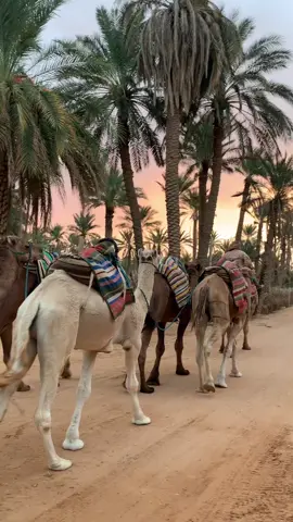 #الصحراء_التونسية🇹🇳🔥🐫 #يا_جمالي_يا_جمال_الصحراء #الجنوب_التونسي 