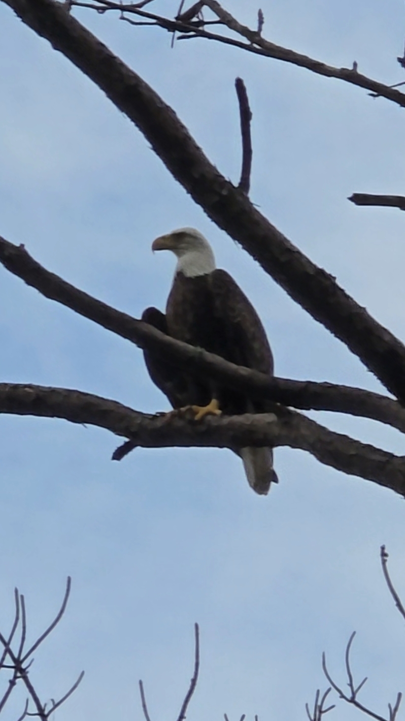 God Bless the USA! 🇺🇲 I couldn't believe to walk outside my house and see this! #Election #America #USA #GodBless #Texas #BaldEagle #Eagle #Blessed #UnitedStates #UnitedStatesOfAmerica #Freedom #Strength #Independence #MomsofTikTok #ViralVideo #fyp #BaldEagles #usa🇺🇸 #usa_tiktok 