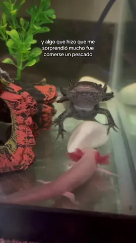 Mi familia de Ajolotes está creciendo… 🥺😍 #animal #decor