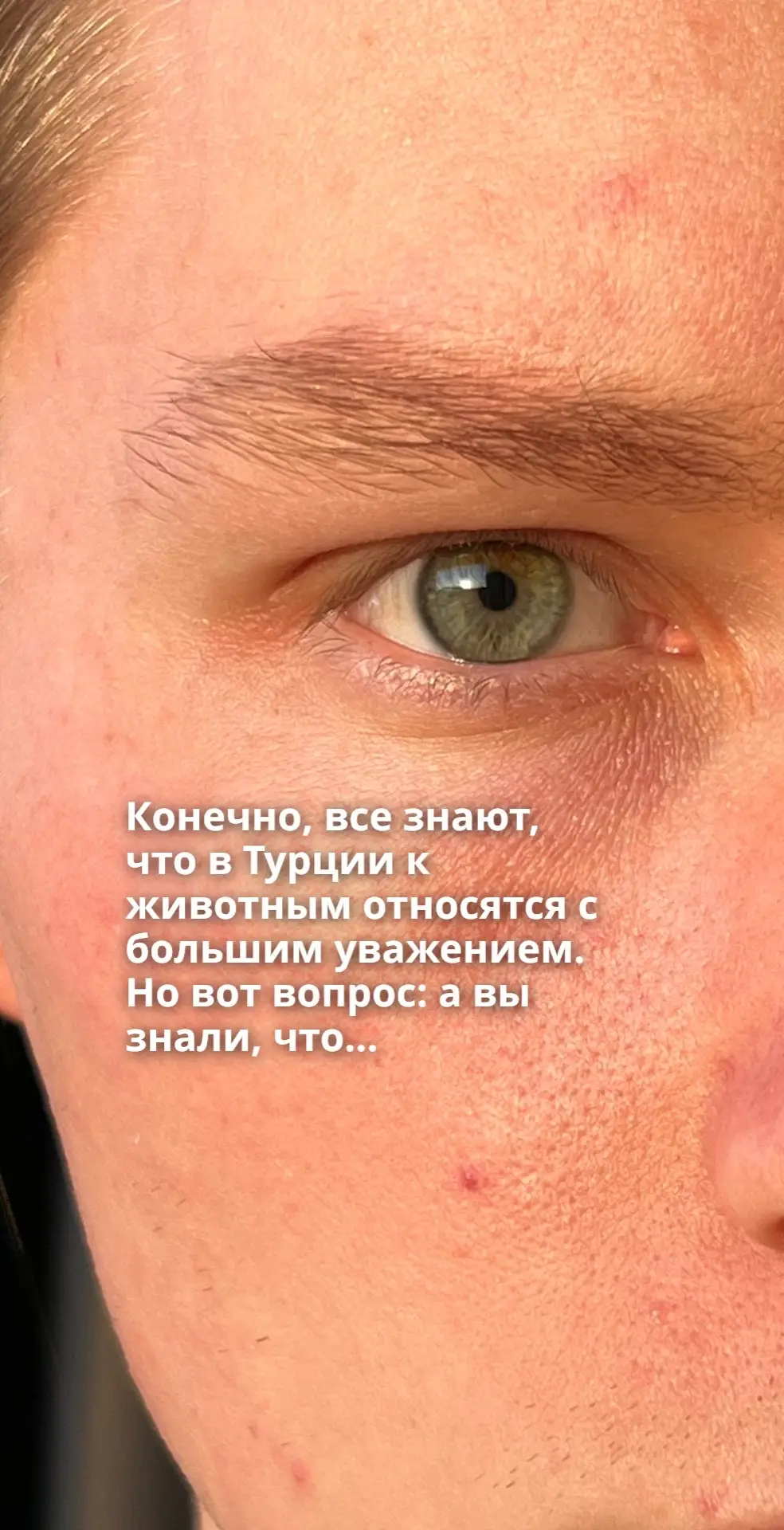 #турция #кошки #собаки #животные