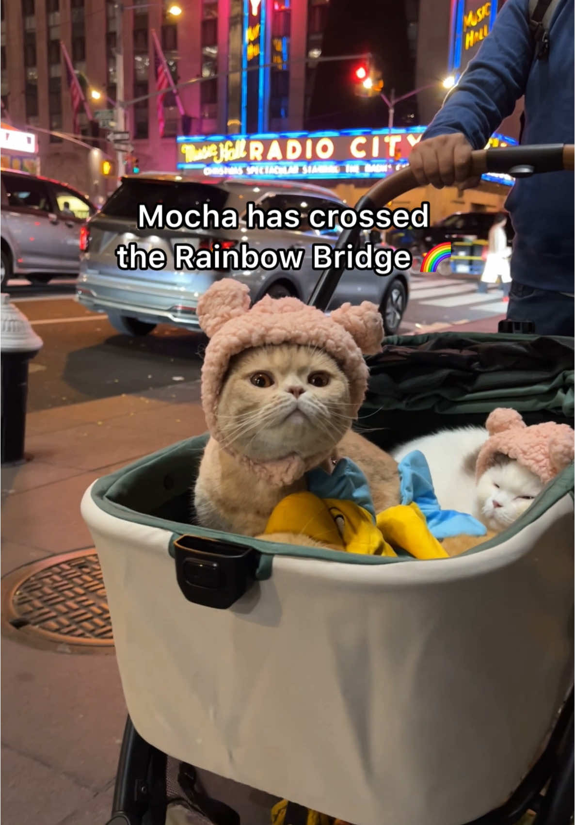 Mocha has crossed the Rainbow Bridge. He had a genetic heart condition (HCM) that made his heart too big for him to handle, and there was no cure. We’re heartbroken but grateful for the four wonderful years we shared with him. Mocha was truly the most gentle and sweet soul. We’ll miss him and love him forever. #petloss #catsoftiktok #cats #catlover #PetsOfTikTok #travel #cattok #cat