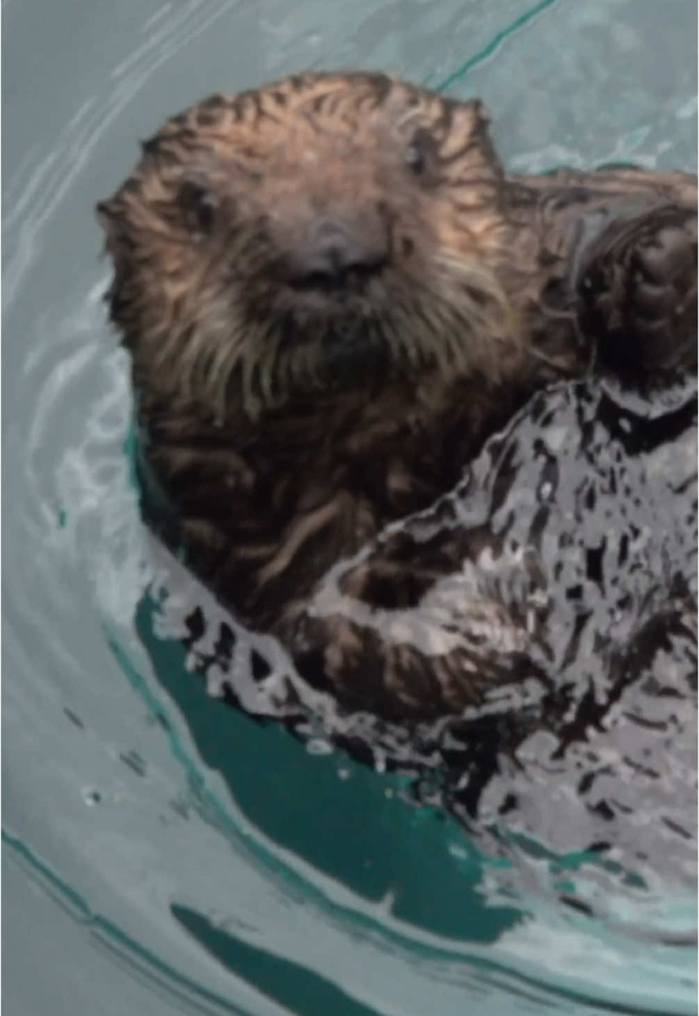 Squeak  #otter #iloveyou #animal #rescuepup 