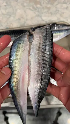 Making Mackerel Sushi! #fishing 