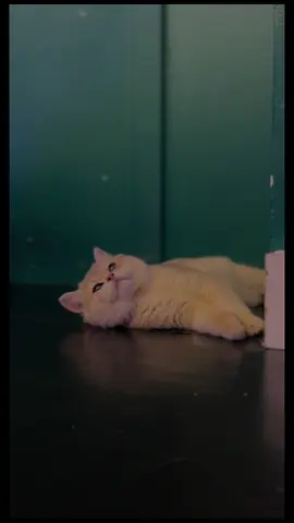 📍Kitty Yoga- MCR 🧘‍♀️ £35.73 per person  🚪	GFFDamian Dance Studio 109-113 Corporation St M4 4DX Had the best time and would highly recommend to any cat & yoga  lovers 🐾 Tickets are released within 2 weeks prior to the month ahead (sign up to the mail listing) 🐾 Sessions are taught by a qualified yoga instructor  🐾 The kittens come from owners and certified breeders who see the benefits of socialisation and want their kittens to overcome separation anxiety before they go to their new homes. The kittens are aged between 8 - 20 weeks old and come from loving homes where they are cared for until they are ready to go to their new owners. 🐾 Around 9-13 people per class 🐾 Age? Attendees from 8+ years old are welcome A maximum of two under 18+ year olds can attend, as long as they are courteous in the class and have to be accompanied by one adult (21+); who needs to be present in the class for health and safety reasons. #kitten #catlover #catoftiktok #kittyyoga #yoga #therapy #relax #halloween #fyp #CapCut 