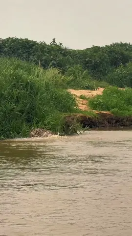 Onça pintada pega peixe no rio #wildlife #animals #foryoupag