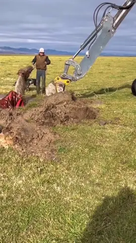 The rescue of Big Joe continues. It’s hard not to endanger Joe. #horse #farrer #horseequipment #equestrian #idaho #idahohorseshoeingschool #horseshoe #hoof #hooves #maupinfarrierco #thehoofgp #natethehoofguy 