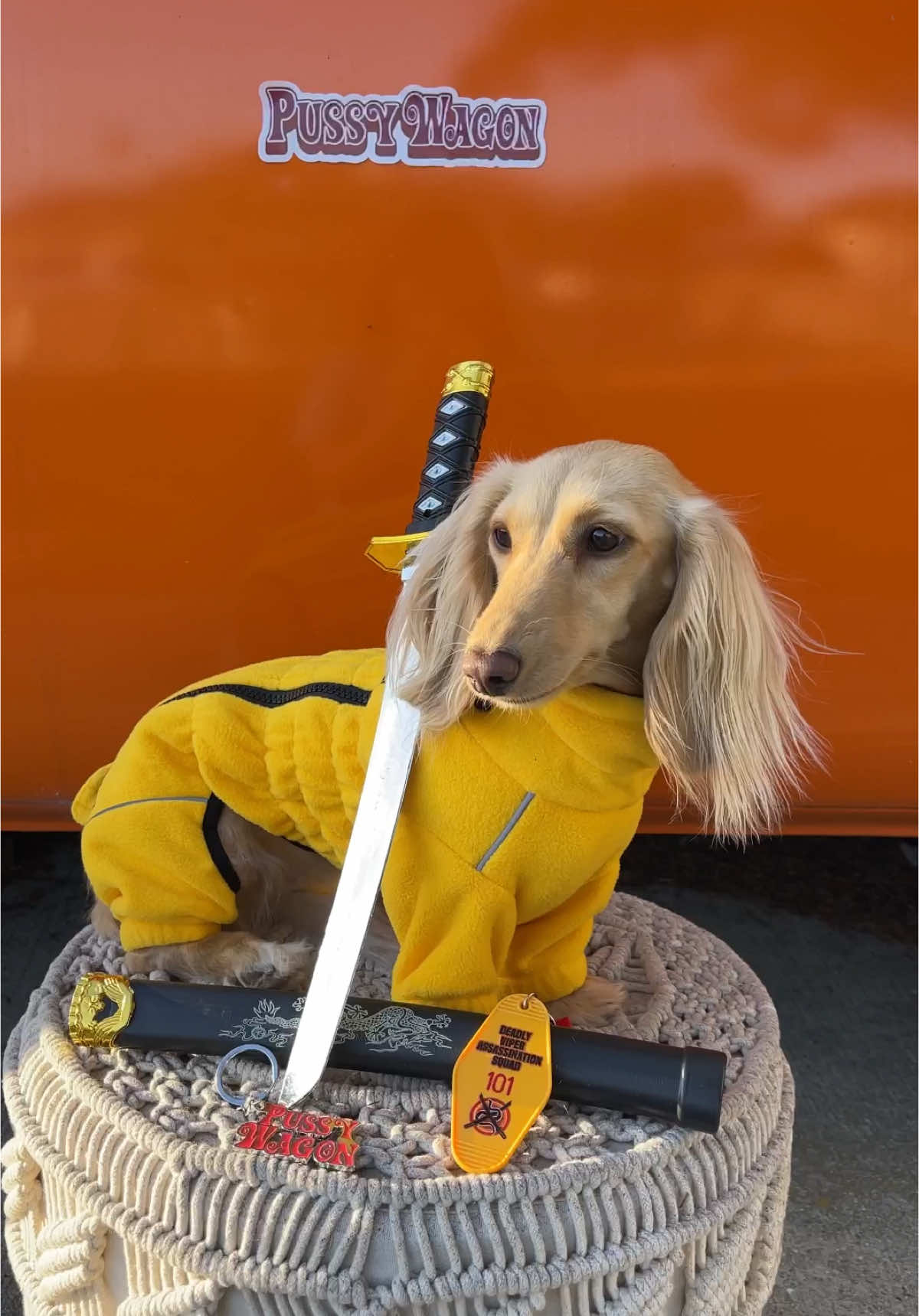 Blondie can take care of business 🗡️💛🖤 Clemmie was Beatrix Kiddo from Kill Bill for Halloween this year! #killbill #killbillvol1 #thebride #beatrixkiddo #blackmamba #quentintarantino #umathurman #killbilledit #killbillmovie #dogsoftiktok #dogcostume #halloweencostume #dachshund #wienerdog #sausagedog 