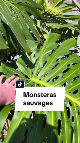 pov: you're in madeira and see your little housplants in their natural environment #plantsoftiktok #plantlover #plantparent #plants #houseplants #madeira 
