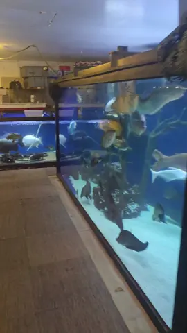 things are going to get wild this month #fish #aquarium 