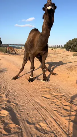 #مساء_الخير #صلي_علي_النبي_محمد_صلي_الله_عليه_وسلم #مساء_الخير #طبرق_بنغازي_درنه_طرابلس #السداده_ابوقرين_الهيشه✌️مصراته #سبها_ليبيا_الجنوب_الليبي #بني #وليد #الخليج_العربي #🐪🐪🐪🐪🐪🐪🐪🐪🐪🐪🐪🐪🐪🐪🐪 #هراوة #الجبل_الغربي_مزده_نسمه_❤️🇱🇾ليبيا_الوطن❤️ #بنغازي_ليبيا #مرحبابكم_جميع_🤚 