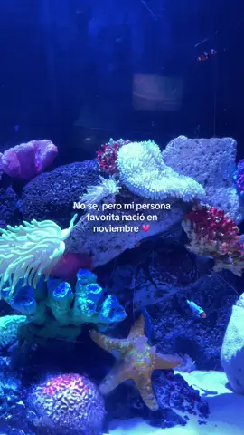 Mi niño precioso cumple en noviembre 🎂💗 #noviembre #persona #favorita #fyp #💗 